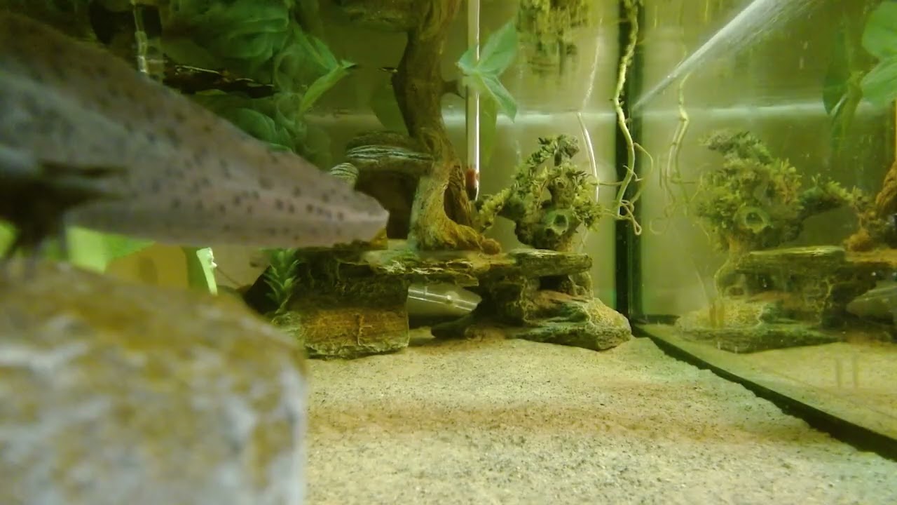 Just a pair of rescued axolotl’s living in their lives with their snail and shrimp neighbours