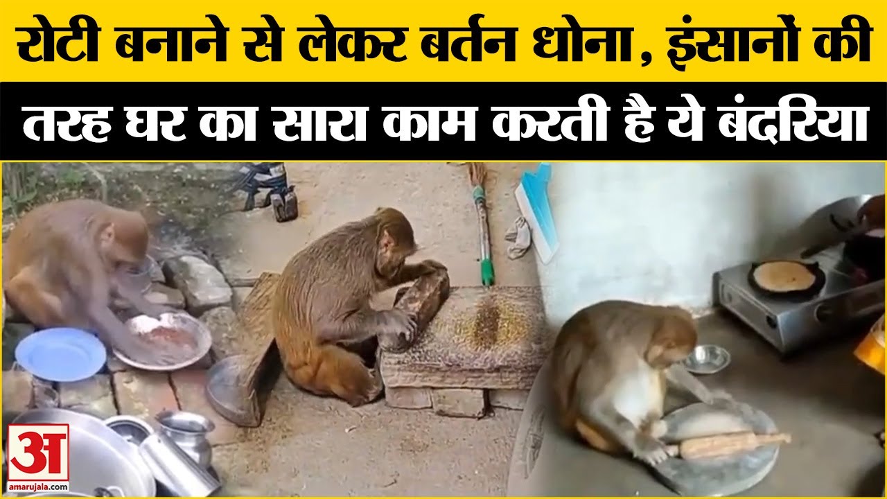 Rani Bandariya Viral Video: बंदरिया कराती है सभी काम, सोशल मीडिया पर Viral हुआ रानी का Video