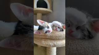 MI MI MI CATS 😃#shorts #share #viral #приколысживотными #коты #cat #pets