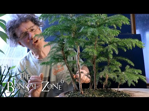 Pruning My Norfolk Island Pine Bonsai Forest, The Bonsai Zone, Dec 2019