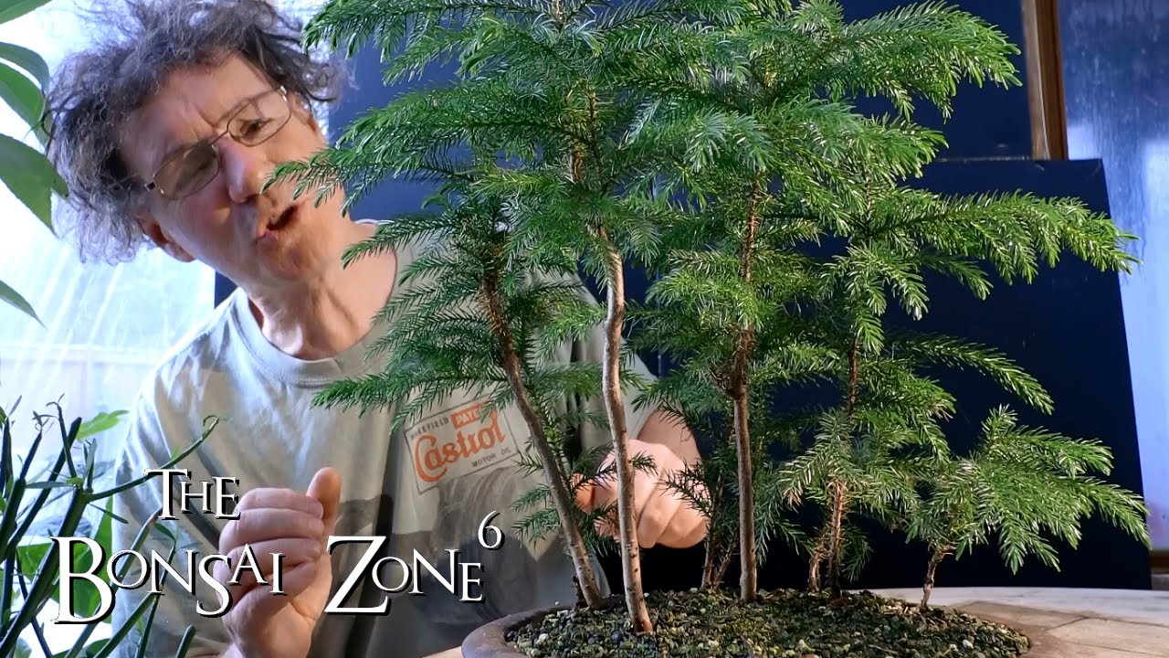 Pruning My Norfolk Island Pine Bonsai Forest The Bonsai Zone Dec 19 Youtube