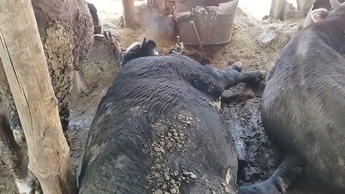 Феодосиядағы жалаңаш қыздардың суреттері