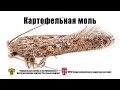 Картофельная моль