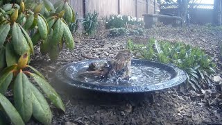 Bird Bath, March 17, 2024 (2/3) by Alex P 289 views 1 month ago 3 minutes, 5 seconds