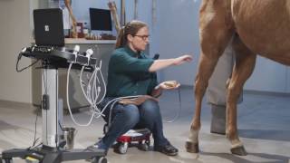 Equine Ultrasound of the Hind Suspensory