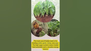 FODDER BEETS ENERMAX !!