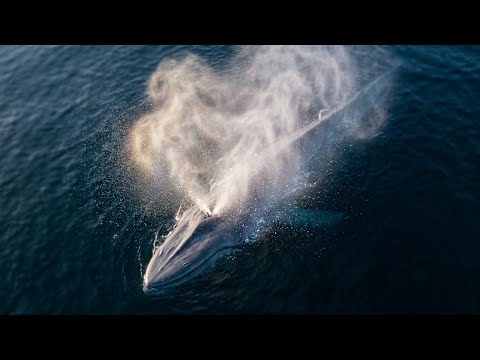 Blue Whale's Incredible Breath Captured in 4K