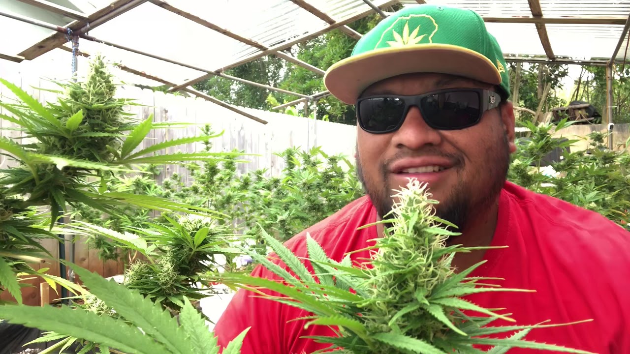 Show Your Grow 077 - introducing the Critical Bilbo