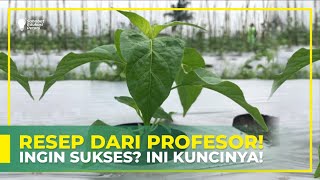 CARA INI TERBUKTI AMPUH‼ | PEMUPUKAN CABAI FASE VEGETATIF | SEHAT, SUBUR DAN SEIMBANG