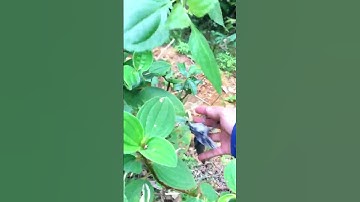 Bẫy chim bằng dây chỉ #bird #birdtrap #chimvanhkhuyen