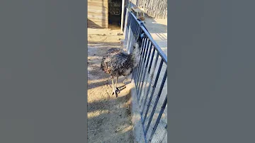 Австралийский страус ЭМУ.