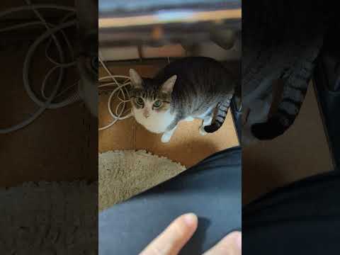 懐いた猫 - Lap Cats Ohagi - #Shorts