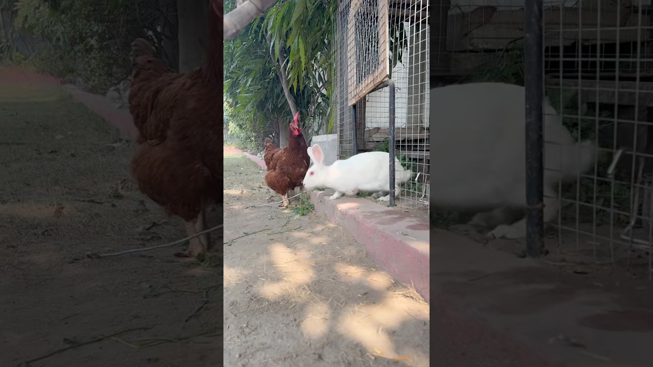 Pets #hen #rabbit #farming