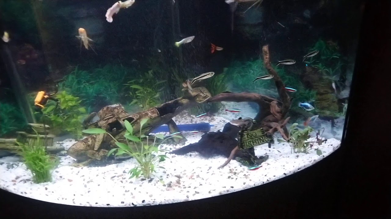New tank now with Fluval Aquasky 2.0 LED lights.