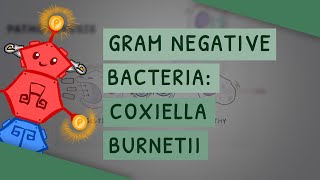 Gram Negative Bacteria: Coxiella burnetii by ATP 5,697 views 1 year ago 4 minutes, 24 seconds