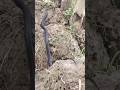 black Kobra snake 🐍#viralvideo #shortvideo #shorts #viralshort #snake #wildlife #animals #short