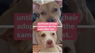deaf dog reunited with daughter #shortsvideo #shortsfeed #shorts #dog #pets #dogs
