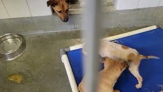acs A668812 A668813 A668815