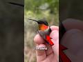 Top 4 Smallest Animals in the World 🤯