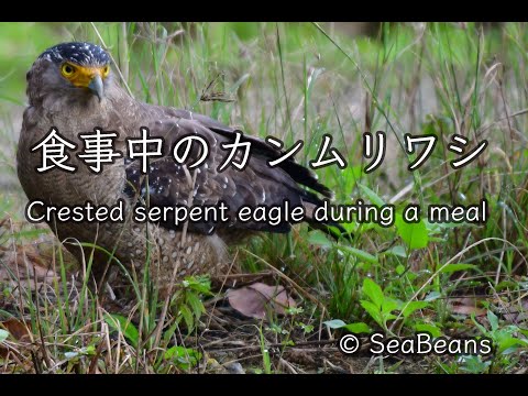 【猛禽類】カンムリワシ捕食中 会話入 Crested serpent eagle during a meal Conversation 4K 野鳥撮影 NIKON Z50+500MMF5.6PF