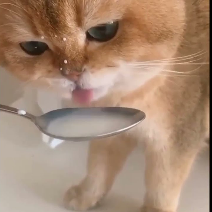 Small cute cat drink milk #shorts