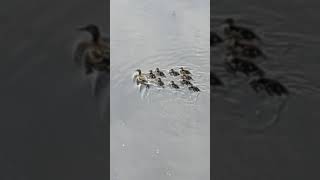 Весенние Истории 4