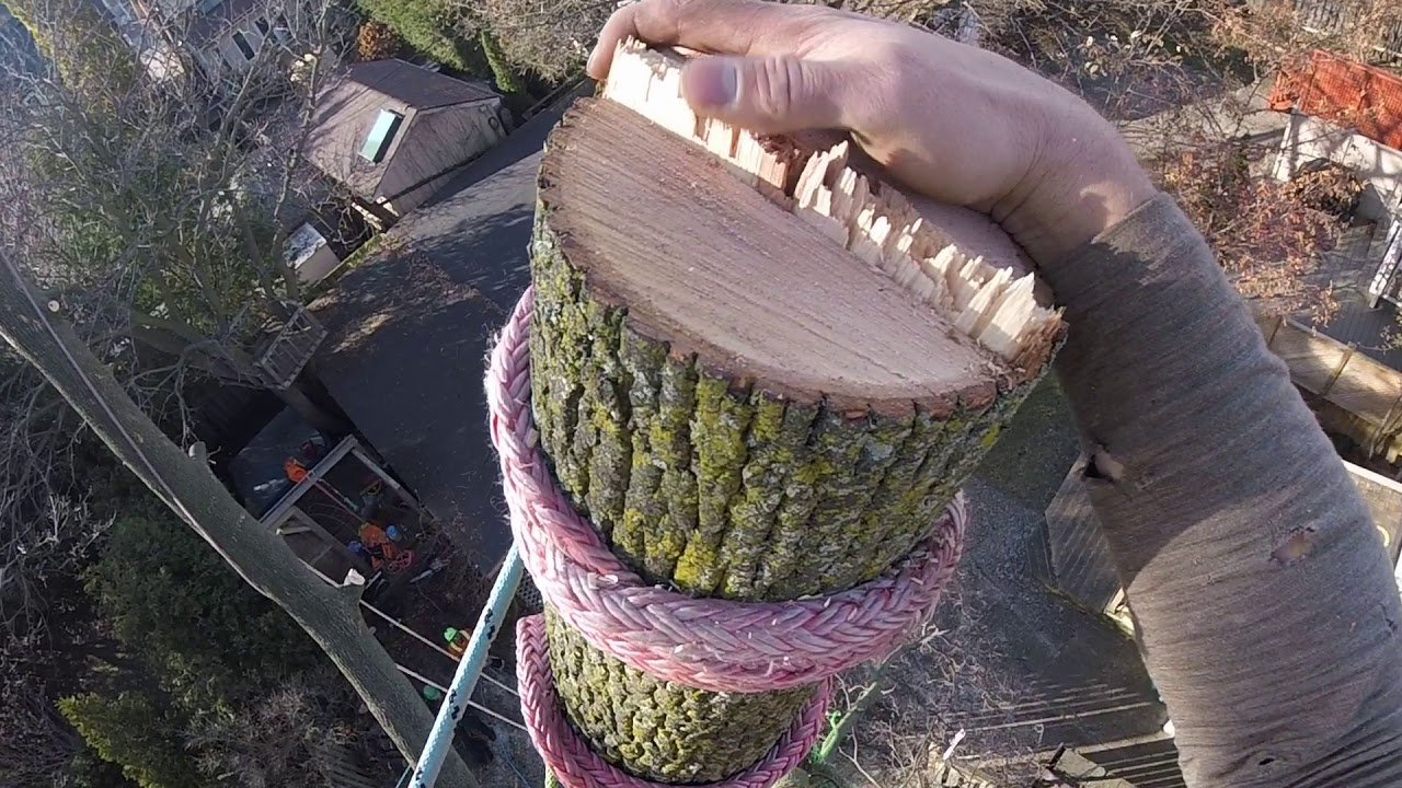 Large Tree Removal Tight Spot - Nov 2017 - YouTube