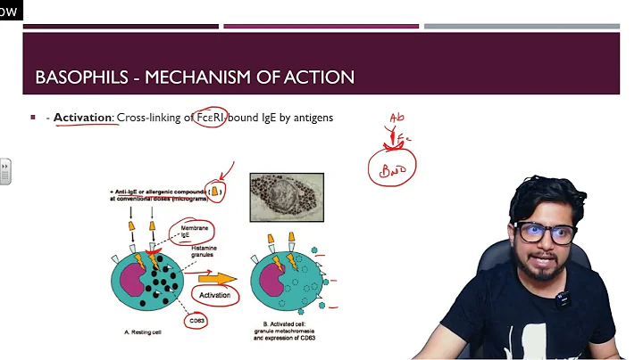 Basophils and mast cells | Cells of immune system | Shomu's Biology