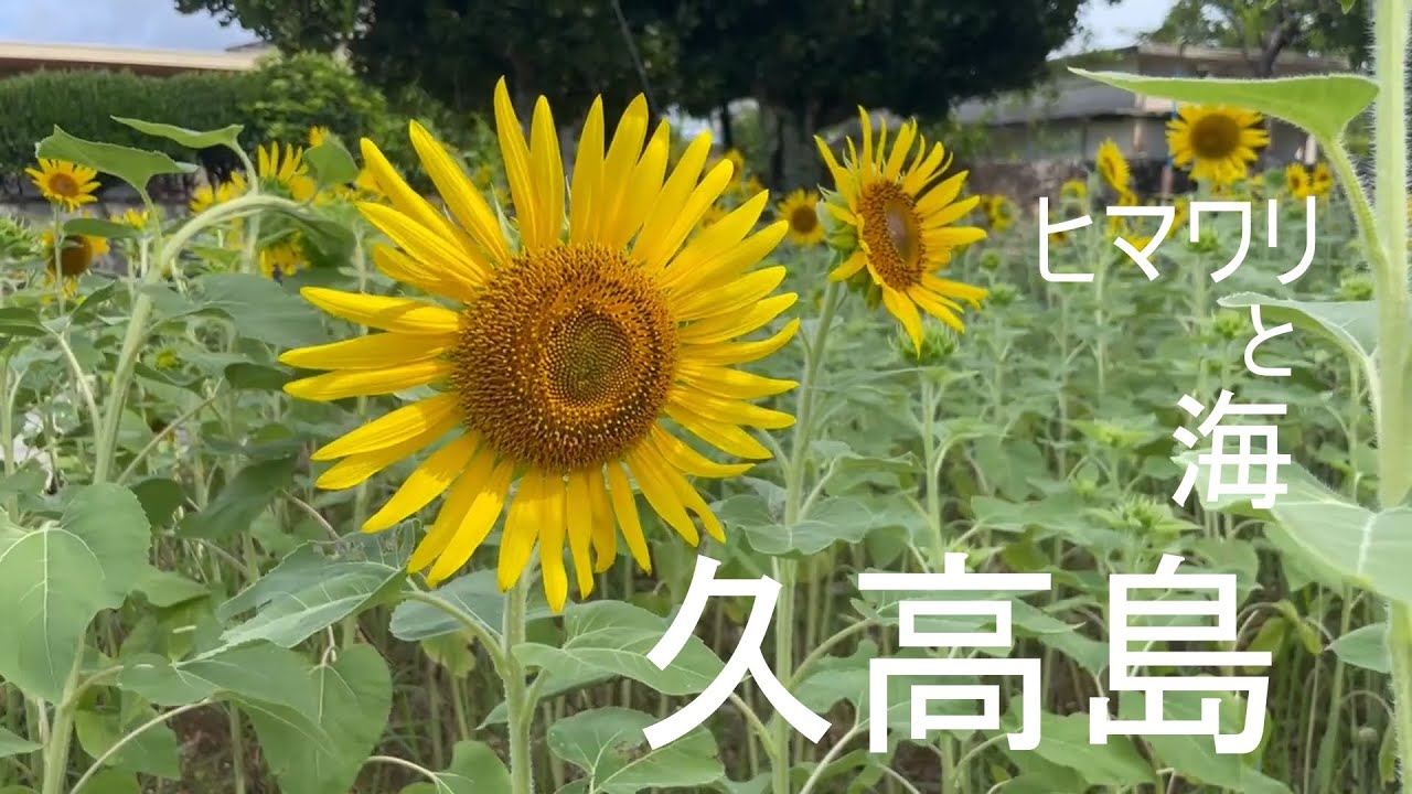 Sunflower and sea in KUDAKA-jima island, Okinawa, Japan / 久高島の風景・ヒマワリと海
