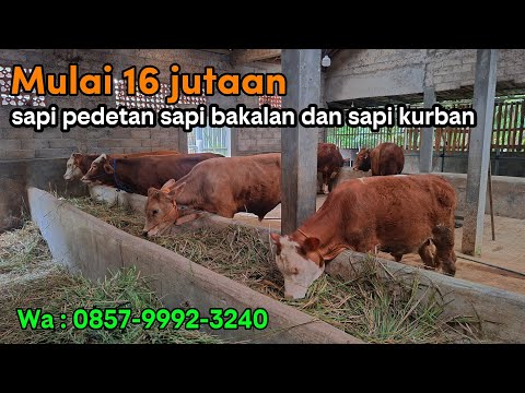 Harga Pedetan Sapi Madura