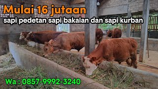 16 JUTAAN || HARGA SAPI PEDETAN  SAPI BAKALAN DAN SAPI KURBAN TERBARU