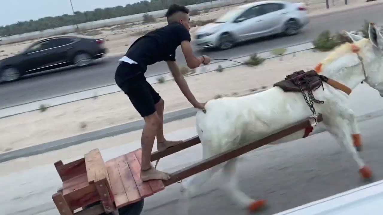 صباغ حمير الاحساء الشعبه الجرن رعد البطل