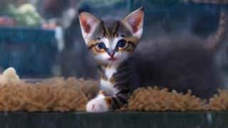 😺 cute kitten was caught in the rain - poor cute kitten - nature sound rain 💦