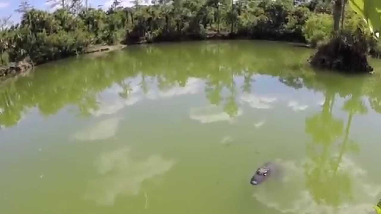 Florida Gators - YouTube