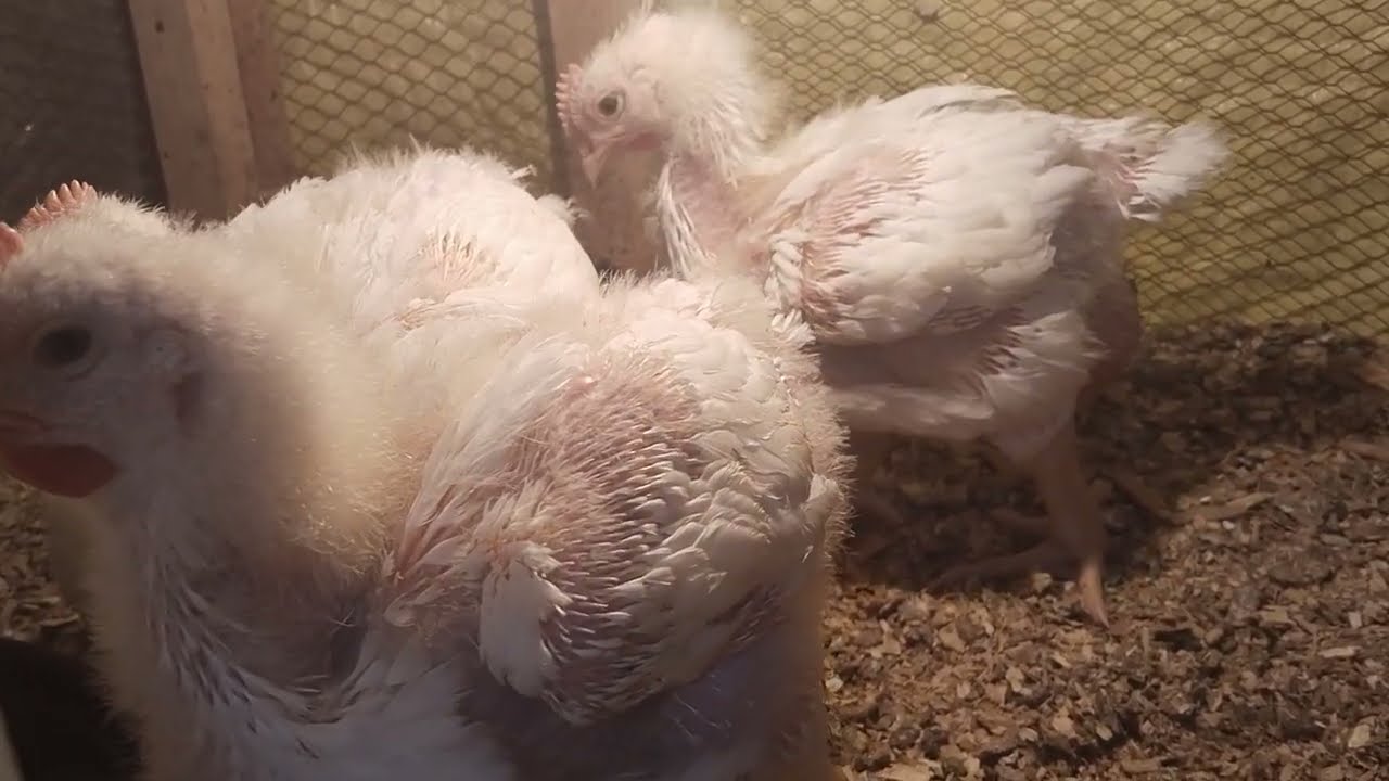 الكتاكيت البيضة عمر ٢٥ يوم  لازم نحط منشط كبد وغسيل كلوى