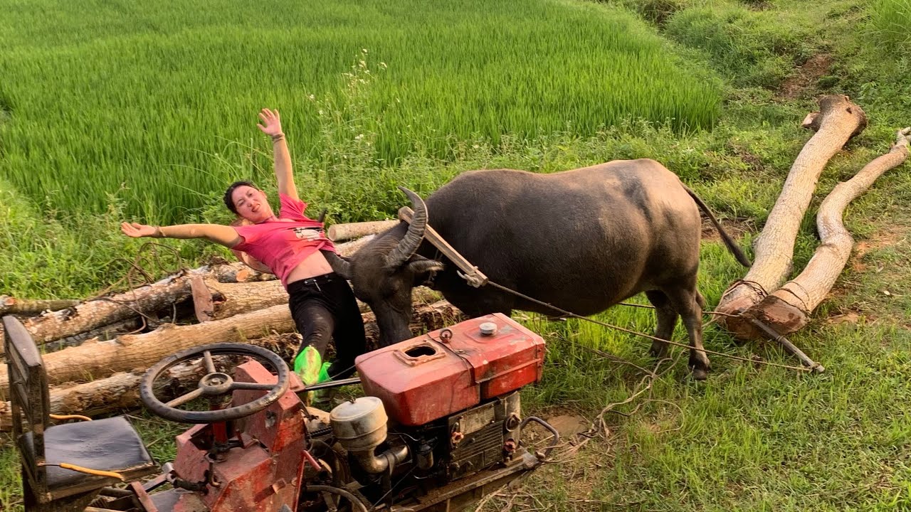 Agricultural vehicles transporting timber working with buffalo is quite dangerous