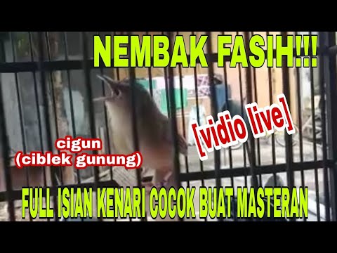 CIBLEK GUNUNG GACOR FUL ISIAN KENARI SWARA JERNIH COCOK BUAT MASTERAN