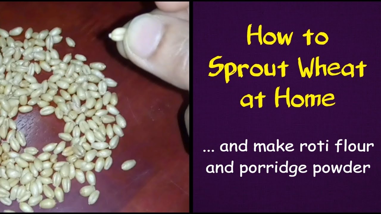 How to Sprout Wheat at Home / கோதுமை முளை கட்டும் முறை - YouTube