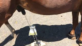 Horse urine sample collection