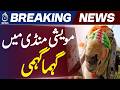 Lahore Cattle Market | Shahpur Mandi Activity Peaks | Eid Livestock Buying Trend - Aaj News