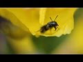 Wasp Pollinating Primrose, String Quartet 3 - June 9, 2012