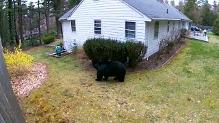 EYEWITNESS: Bear walks up on people outside in Avon without them seeing it!