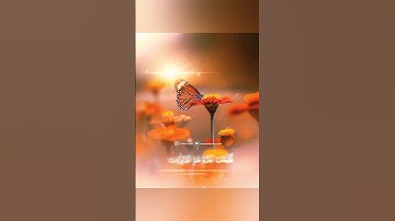 سورة الحشر شريف مصطفى حالات واتس اب دينية قصيرة مؤثرة قرآن كريم تلاوة خاشعة تقشعر لها الأبدان انستا