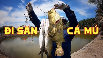 Câu Lure Cá Mú Khủng Tại Barra và Nam Hạ – Vlog Câu Cá Đáng Nhớ