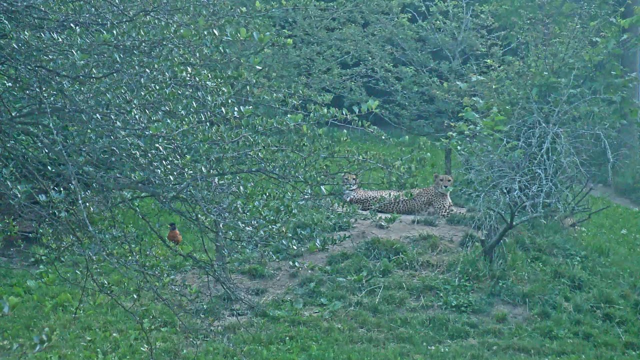 Cheetah at the Pittsburgh Zoo & PPG Aquarium