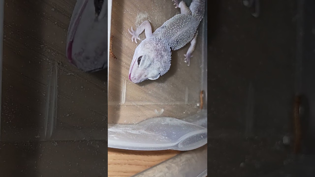 ⚠️TW: WORMS⚠️Leopard Gecko Eating🥰