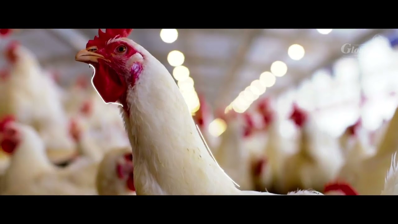 Globoaves - Avicultura com tecnologia