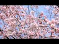 華はさくら