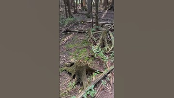 Tree Stumps & Dead Trees 🌳 | Quiet Forest Walk & Natural Decay
