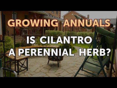 Is Cilantro a Perennial Herb?